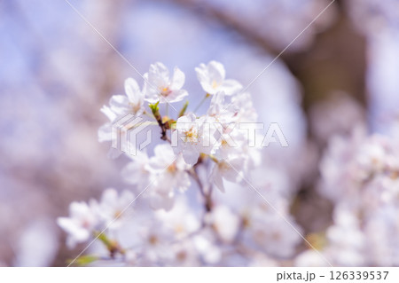 満開に咲いた桜 126339537
