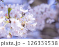 桜咲く 126339538