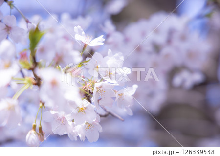 桜咲く 桜咲く 126339538