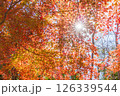 紅葉の木々からのぞく太陽 126339544