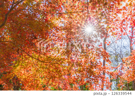 紅葉の木々からのぞく太陽 126339544