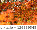 紅葉したモミジ 126339545