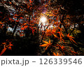 太陽に浮かび上がるもみじ 126339546