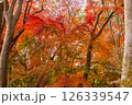 紅葉した木々 126339547