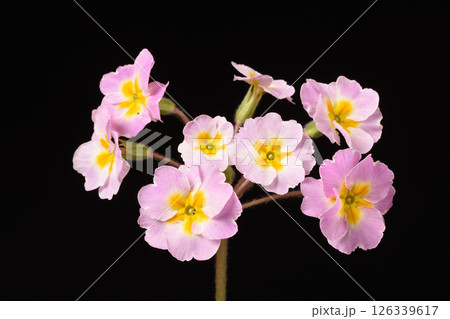 プリムラジュリアン プリムラジュリアン 126339617