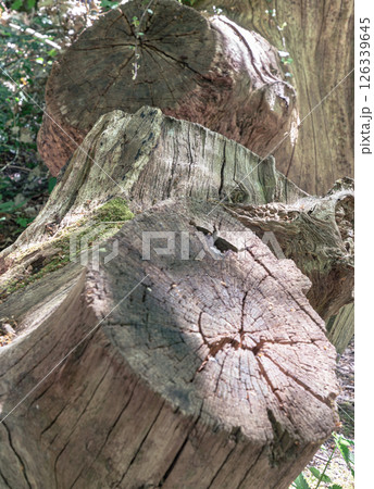 Sunlight shines on the surface of the Tree stump through the gaps between branches and leaves. Sunlight shines on the surface of the Tree stump through the gaps between branches and leaves. 126339645