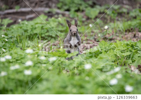早春の山野草の森 早春の山野草の森 126339663