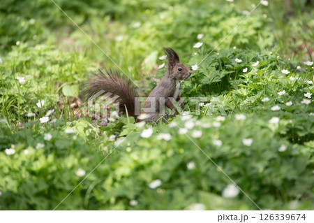 早春の山野草の森 126339674