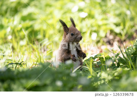 早春の山野草の森 早春の山野草の森 126339678