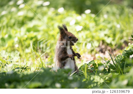 早春の山野草の森 126339679