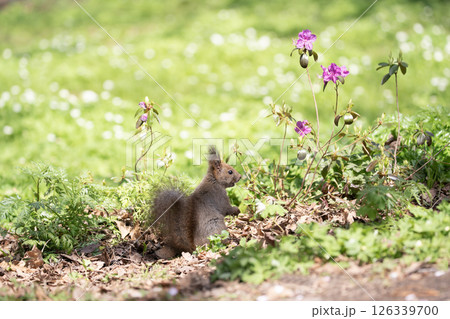 早春の山野草の森 早春の山野草の森 126339700