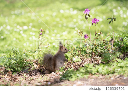 早春の山野草の森 早春の山野草の森 126339701
