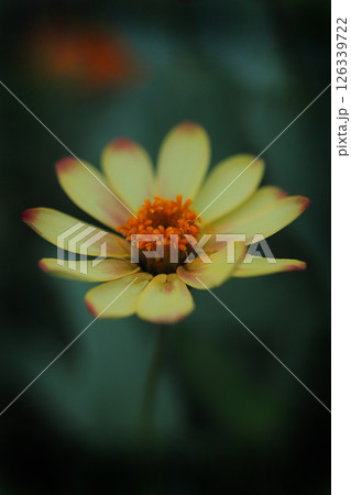 一輪の黄色いヒャクニチソウの花 126339722