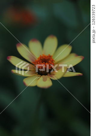 一輪の黄色いヒャクニチソウの花 一輪の黄色いヒャクニチソウの花 126339723