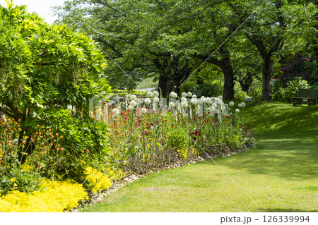 はままつフラワーパーク(5月) スマイルガーデンの花々 はままつフラワーパーク(5月) スマイルガーデンの花々 126339994