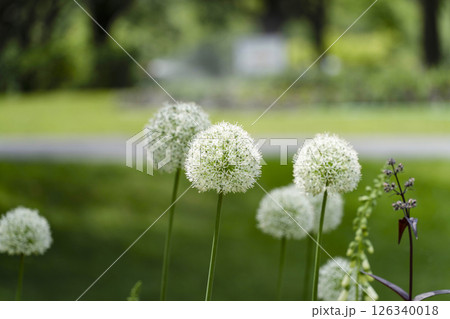 はままつフラワーパーク(5月) スマイルガーデンの花々 はままつフラワーパーク(5月) スマイルガーデンの花々 126340018