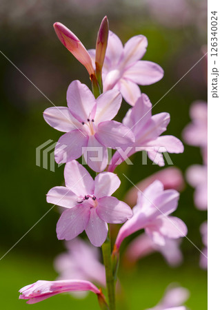 はままつフラワーパーク(5月) スマイルガーデンのワトソニア はままつフラワーパーク(5月) スマイルガーデンのワトソニア 126340024