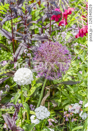 はままつフラワーパーク(5月) スマイルガーデンの花々 はままつフラワーパーク(5月) スマイルガーデンの花々 126340029