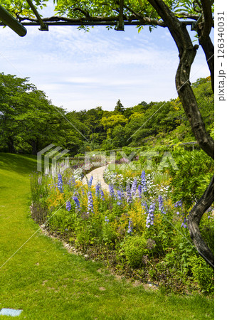 はままつフラワーパーク（5月）　スマイルガーデンの花々 126340031