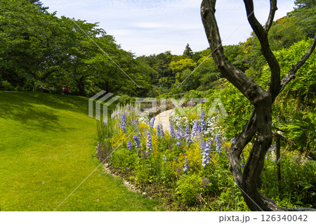 はままつフラワーパーク（5月）　スマイルガーデンの花々 126340042