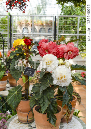 はままつフラワーパーク(5月)球根ベゴニア はままつフラワーパーク(5月)球根ベゴニア 126340046