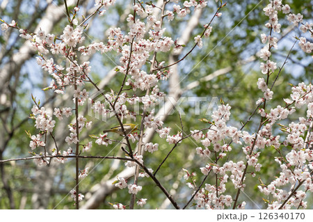 桜とメジロ 126340170