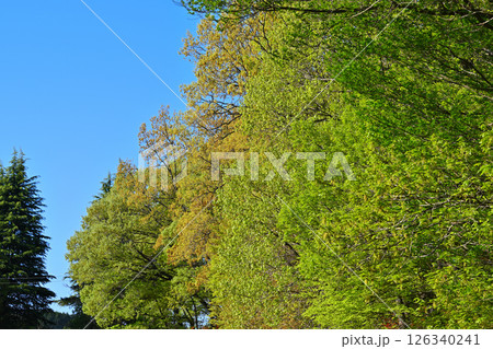 映える新緑の雑木林　秩父高原牧場付近　東秩父村 126340241
