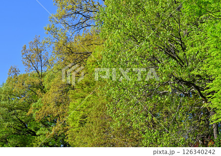 映える新緑の雑木林　秩父高原牧場付近　東秩父村 126340242