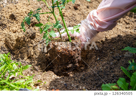 家庭菜園でミニトマトの植え付け作業をする女性 126340505