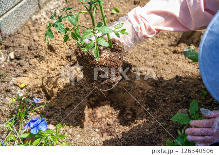 家庭菜園でミニトマトの植え付け作業をする女性 家庭菜園でミニトマトの植え付け作業をする女性 126340506