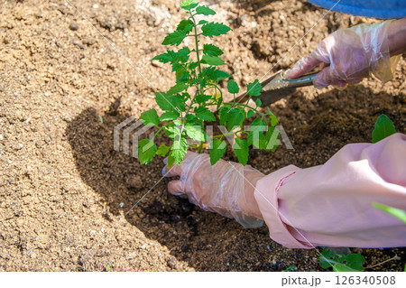 家庭菜園でミニトマトの植え付け作業をする女性 家庭菜園でミニトマトの植え付け作業をする女性 126340508