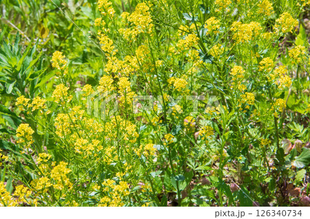黄色い小花 黄色い小花 126340734