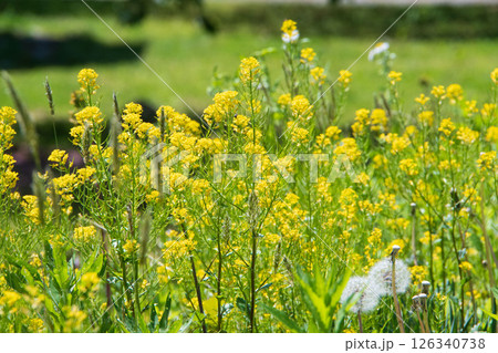 黄色い小花 黄色い小花 126340738