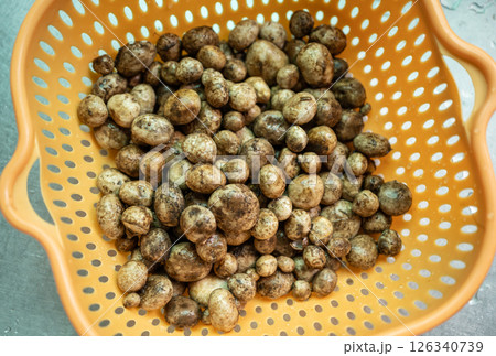 Puff ball mushroom (other named is Earthstars mushroom) after soak in cool water to remove any dirt and insects. Puff ball mushroom (other named is Earthstars mushroom) after soak in cool water to remove any dirt and insects. 126340739