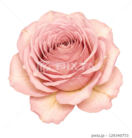 押し花の背景透過素材 126340753