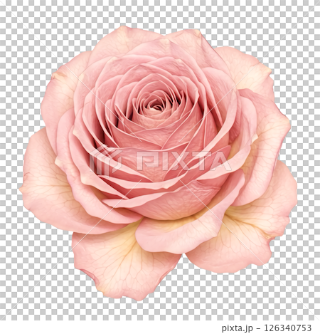 押し花の背景透過素材 126340753