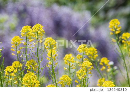 黄色い花と藤の花 126340810
