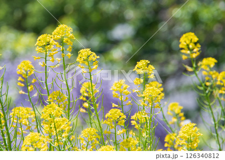 黄色い花と藤の花 126340812