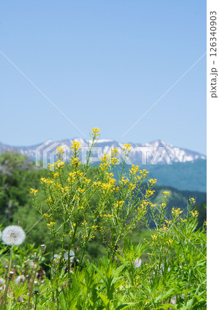 河原に咲く黄色い花 河原に咲く黄色い花 126340903