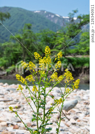 河原に咲く黄色い花 河原に咲く黄色い花 126340911