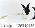 白背景で草を食べるハチワレダッチうさぎ 126340980
