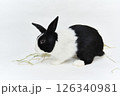 横を向いて白背景で草を食べるハチワレダッチうさぎ 126340981