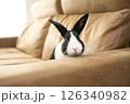茶色のソファーに乗るハチワレうさぎ 126340982
