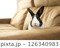 茶色のソファーに乗るハチワレうさぎ 126340983