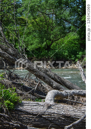 川原の流木 126341069