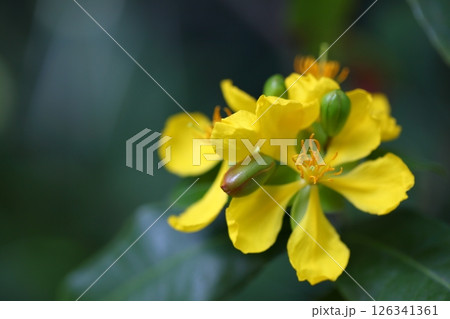 オクナ・セルラタの花 126341361