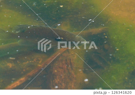 水面に近づく一匹の魚ブルーギルの魚影 水面に近づく一匹の魚ブルーギルの魚影 126341620