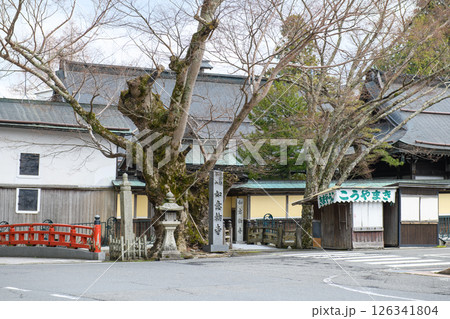 高野山　如意輪寺のケヤキ古木　和歌山県 126341804