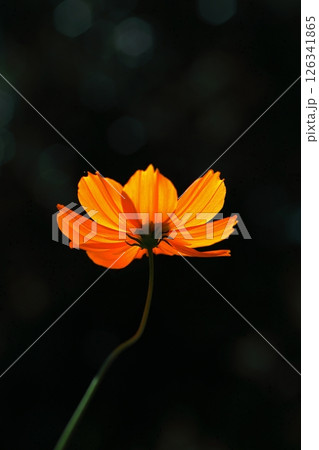 オレンジ色のキバナコスモスの花のアップ 126341865