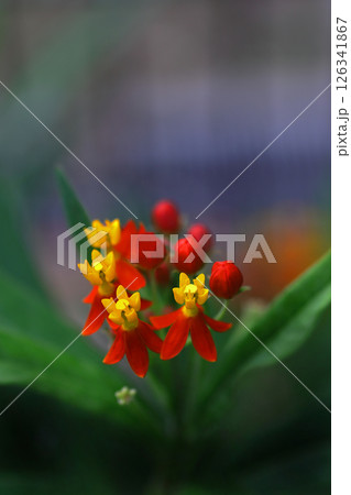 メルヘンチックに咲くカラフルなトウワタ メルヘンチックに咲くカラフルなトウワタ 126341867